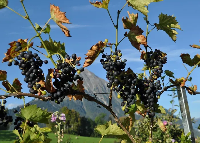 Lejlighed Ruhe Pur Aeschi Bei Spiez